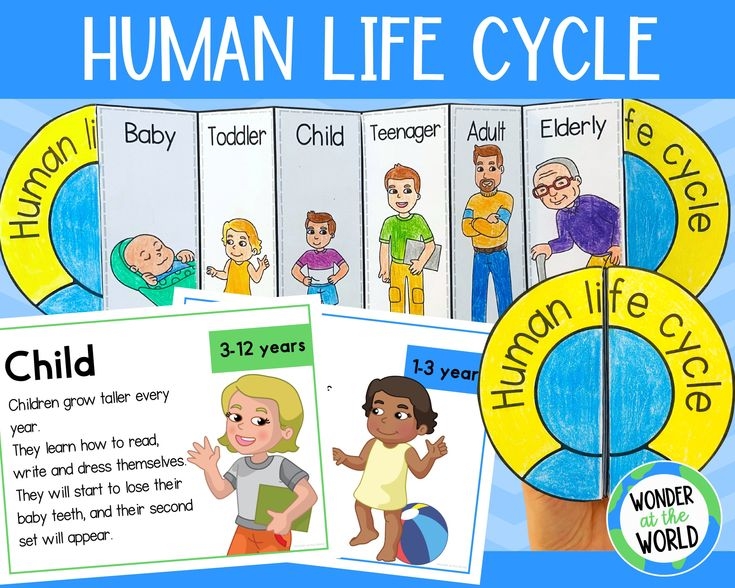 Human Life Cycle Foldable Sequencing Activity For Kids Printable US