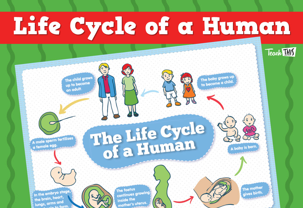 Human Life Cycle Human Life Cycle Life Cycles Reproductive System The Human Life Cycle Human Life Cycle Life Cycles Reproductive System The