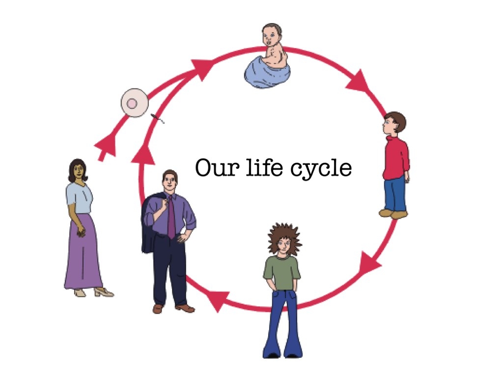 Human Life Cycle Islam Human Life Cycle Life Cycle St Vrogue co Human Life Cycle Islam Human Life Cycle Life Cycle St Vrogue co