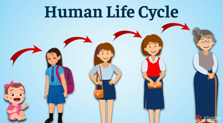 Human Life Cycle Stages Milestones The Human Journey Human Life Cycle Stages Milestones The Human Journey