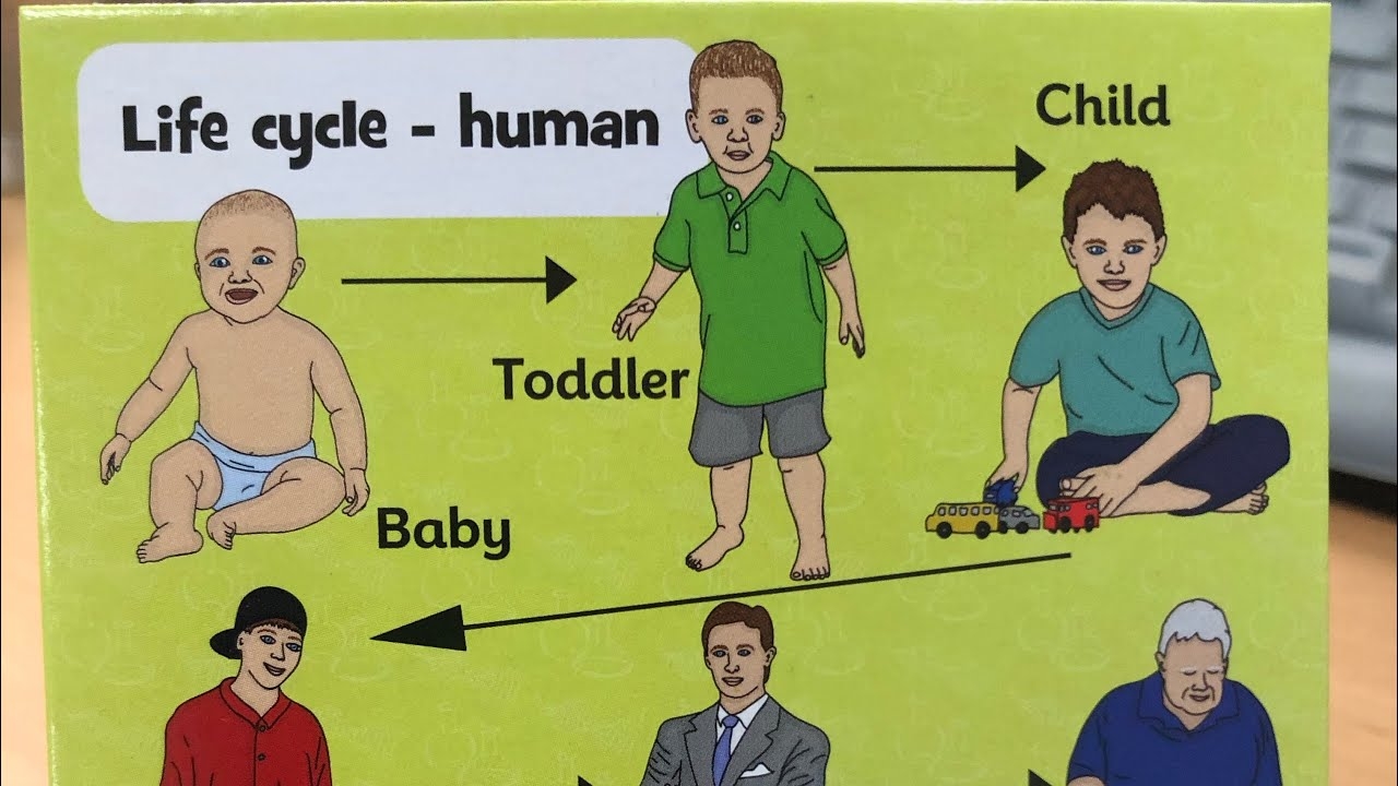 Life Cycle of Human Life Cycle of Human