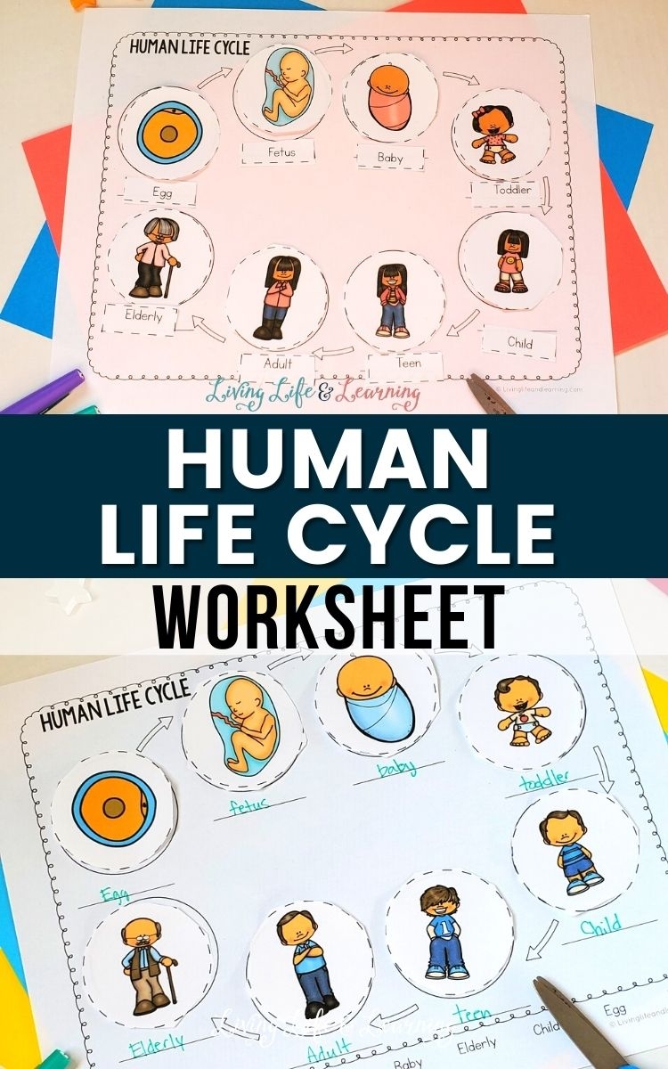 Human Life Cycle Worksheet Free Printable For Children Worksheets Human Life Cycle Worksheet Free Printable For Children Worksheets