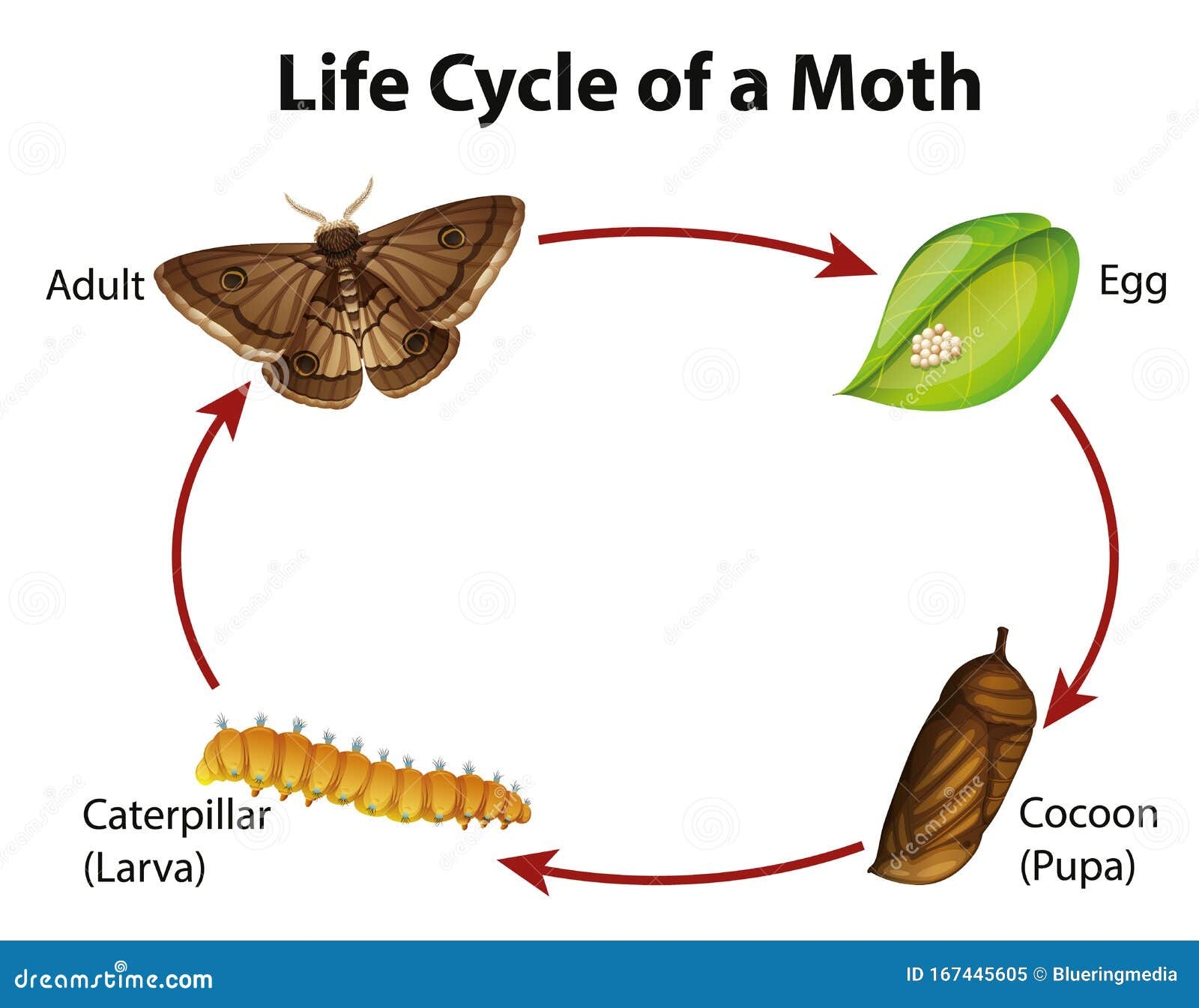 Hummingbird Moth Life Cycle Hummingbird Moth Life Cycle