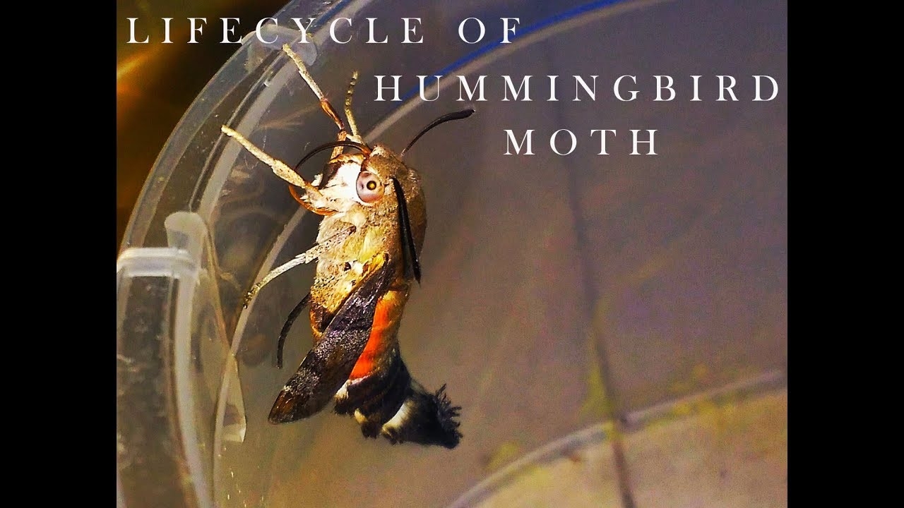 Life Cycle of Hummingbird Life Cycle of Hummingbird