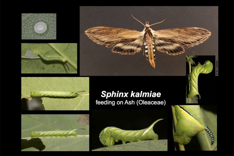 Hummingbird Moth Life Cycle