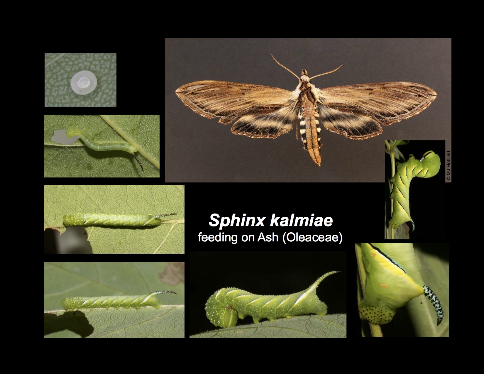 Hummingbird Moth Life Cycle Hummingbird Moth Life Cycle