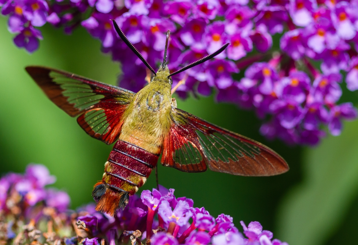 Hummingbird Moth Life Cycle Hummingbird Moth Life Cycle