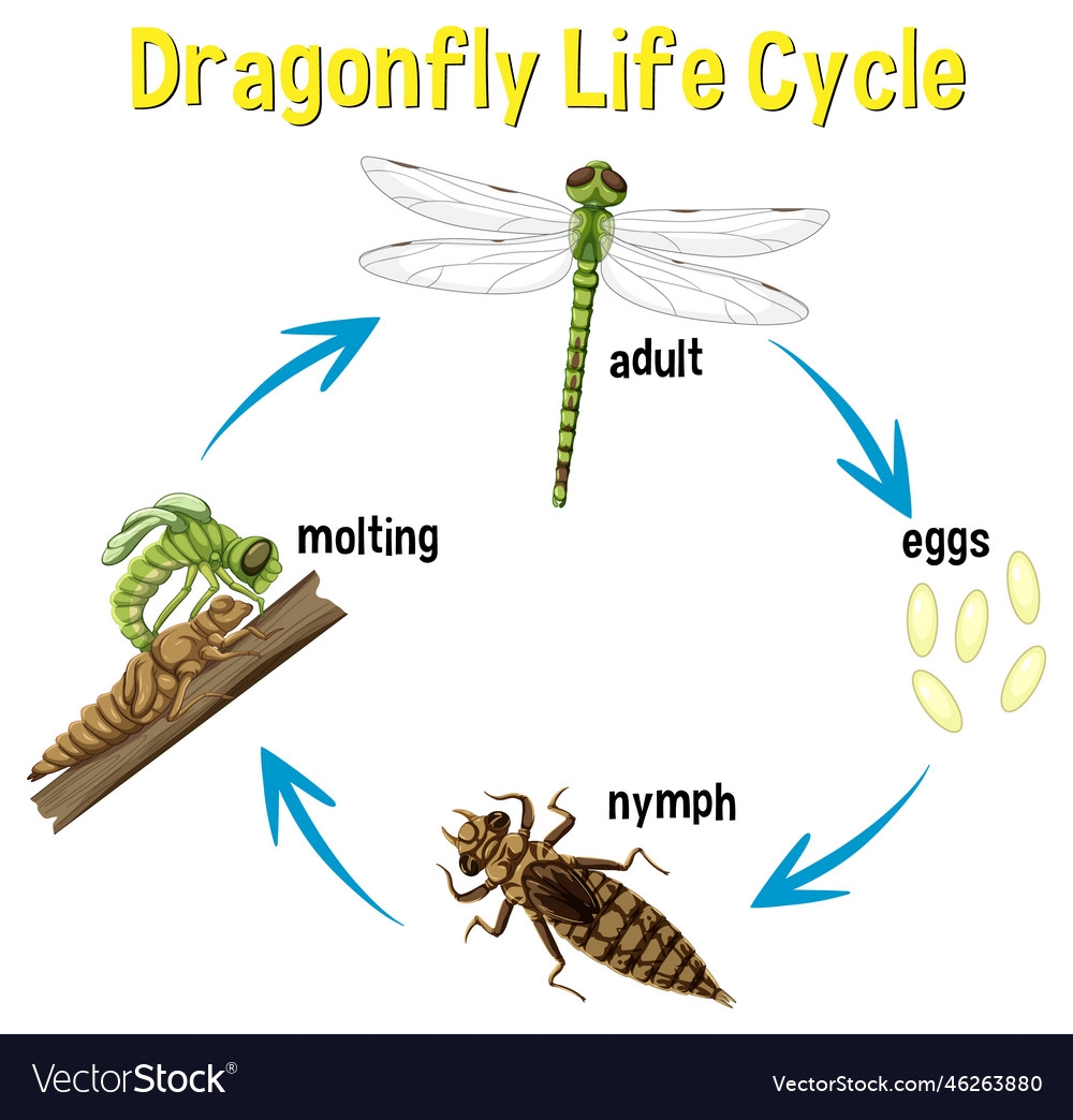 Images Dragonfly Life Cycle Life Cycle Dragonfly Sequence Stages The Images Dragonfly Life Cycle Life Cycle Dragonfly Sequence Stages The