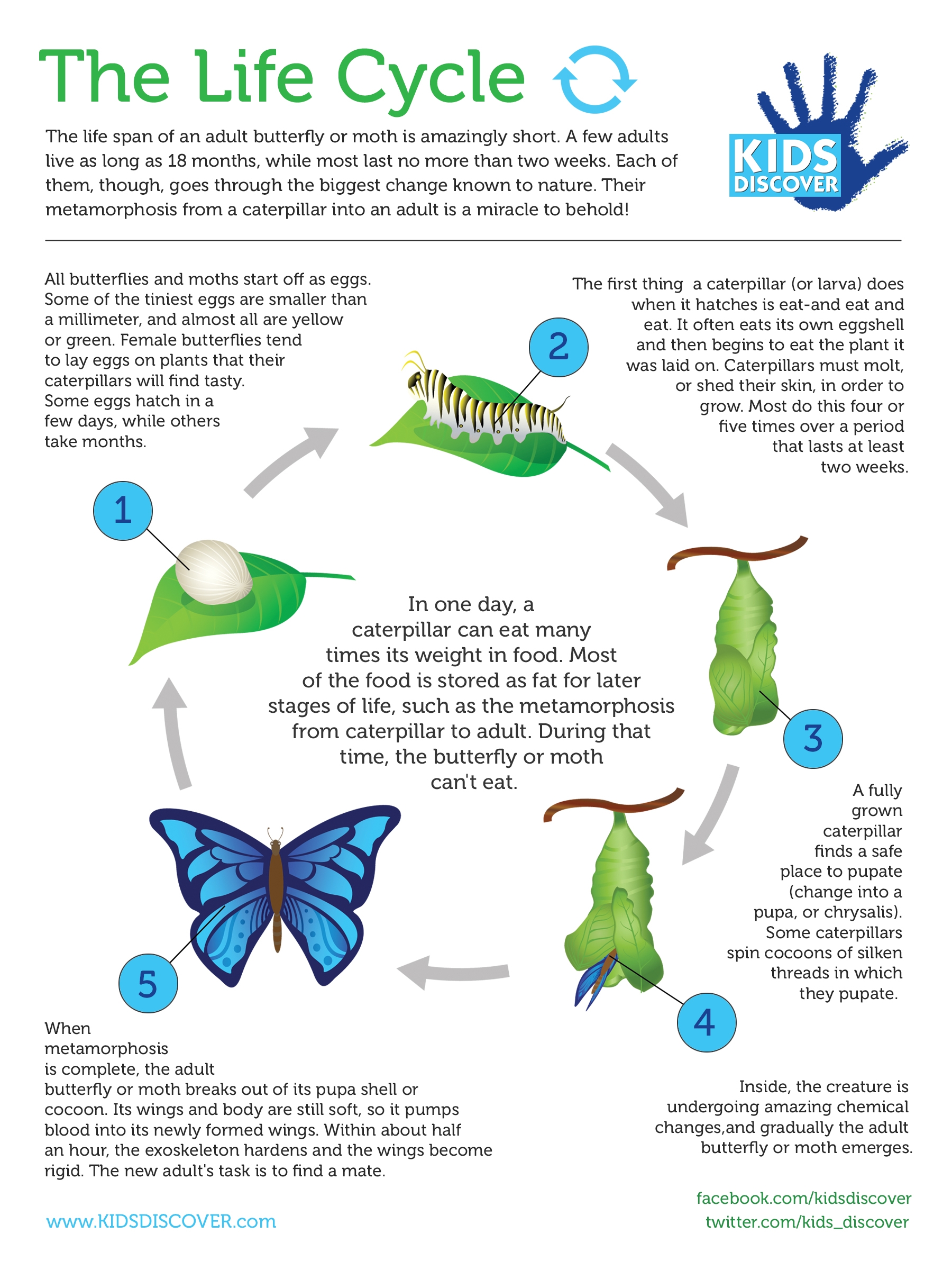 Butterfly Life Cycle for Kids Butterfly Life Cycle for Kids
