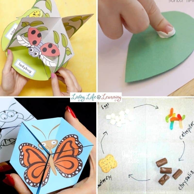 Insect Life Cycle Colour Sheet Insect Life Cycle Colour Sheet