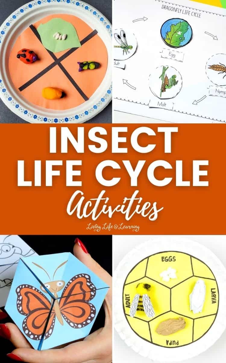 Insect Life Cycle Activities To Explore Bugs Together Insect Life Cycle Activities To Explore Bugs Together