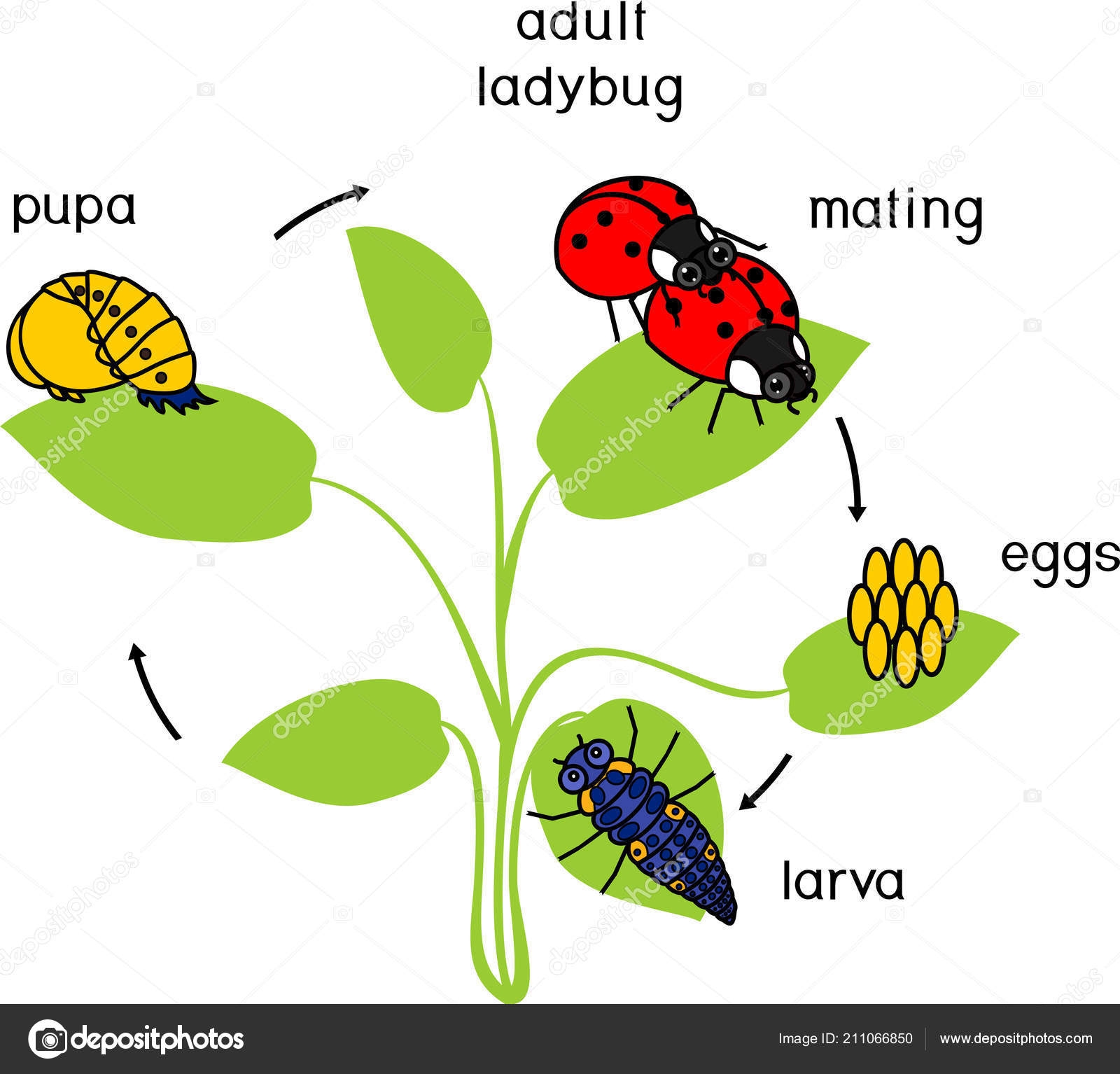 Life Cycle of an Insect Diagram Life Cycle of an Insect Diagram