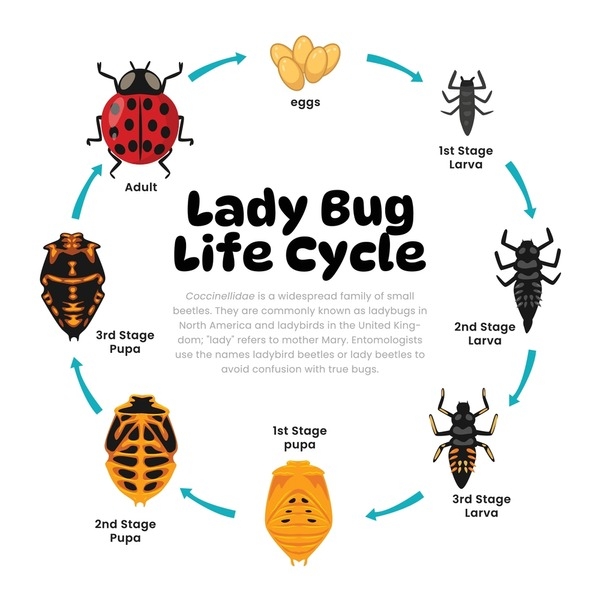 Insect Life Cycle Diagram Free Printable Life Cycle Of A Butterfly Insect Life Cycle Diagram Free Printable Life Cycle Of A Butterfly