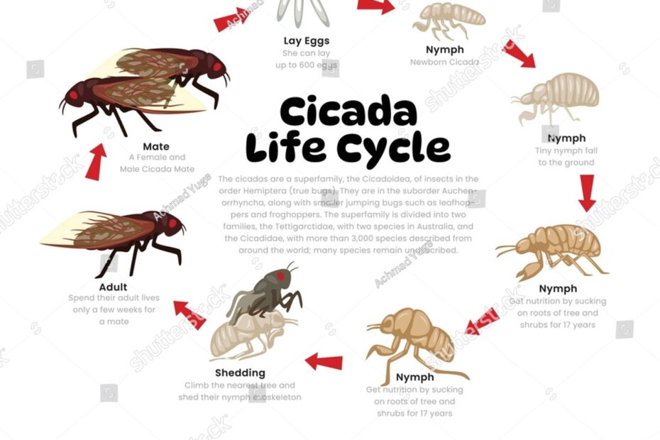 Insect Life Cycle Diagram Free Printable Life Cycle Of A Butterfly