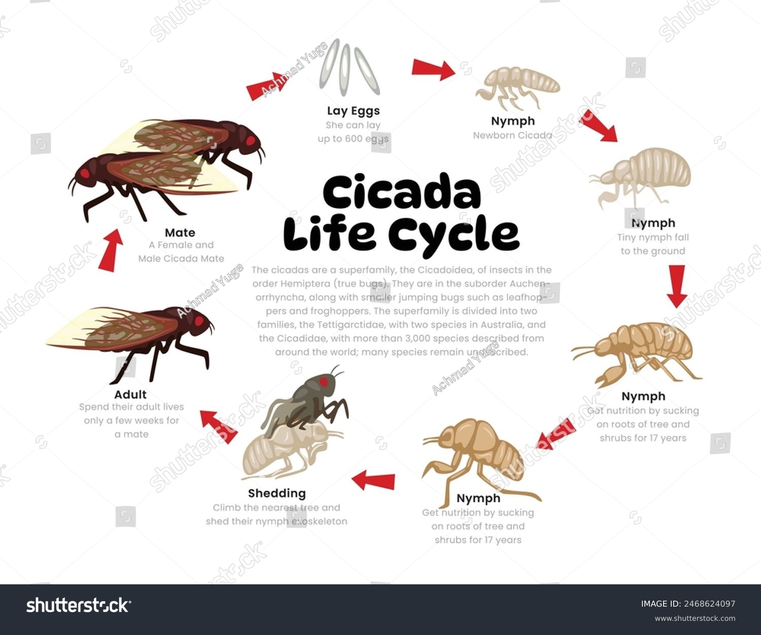 Insect Life Cycle Diagram Free Printable Life Cycle Of A Butterfly Insect Life Cycle Diagram Free Printable Life Cycle Of A Butterfly