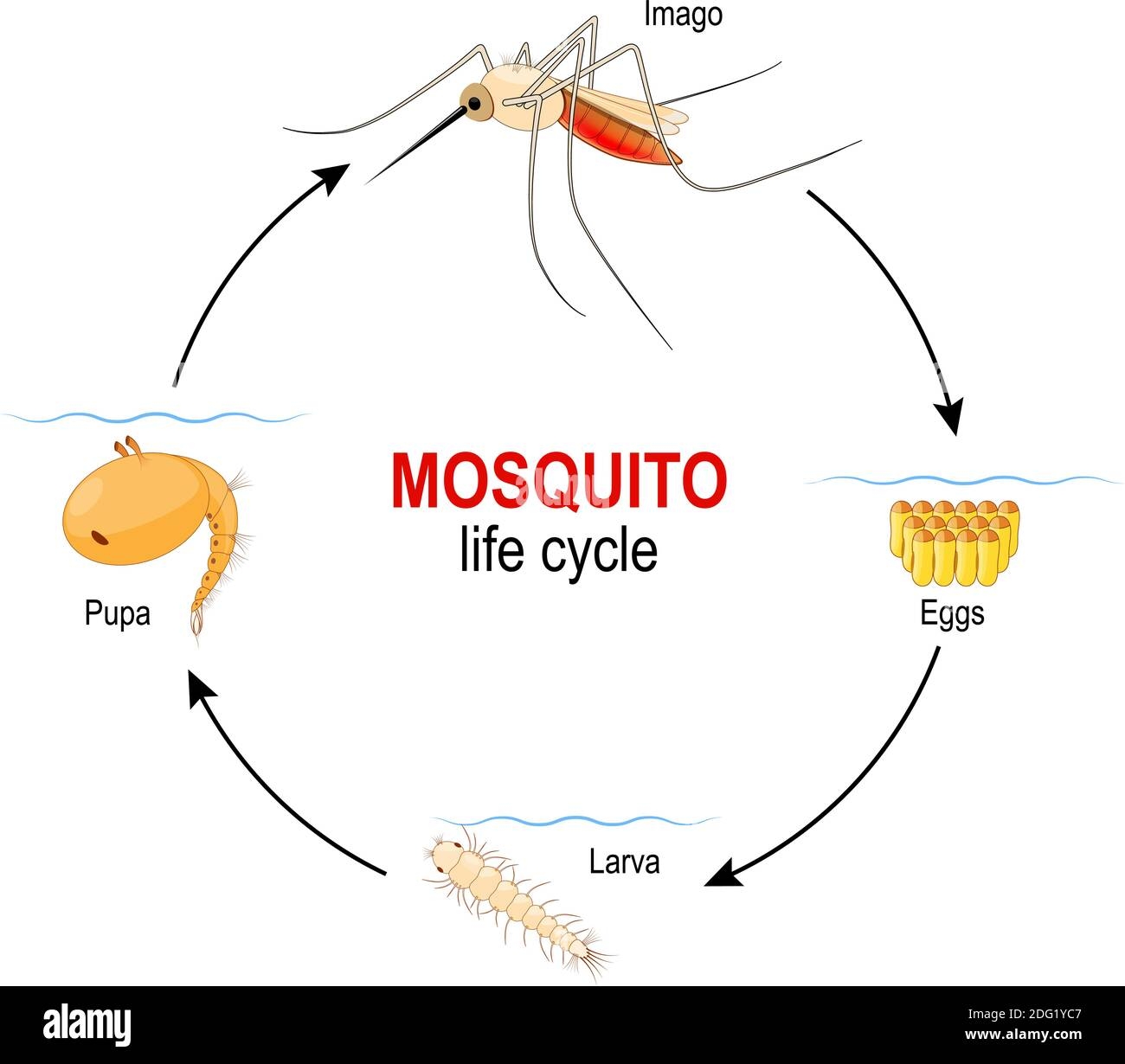 Insect Life Cycle Diagram Insect Life Cycle Diagram