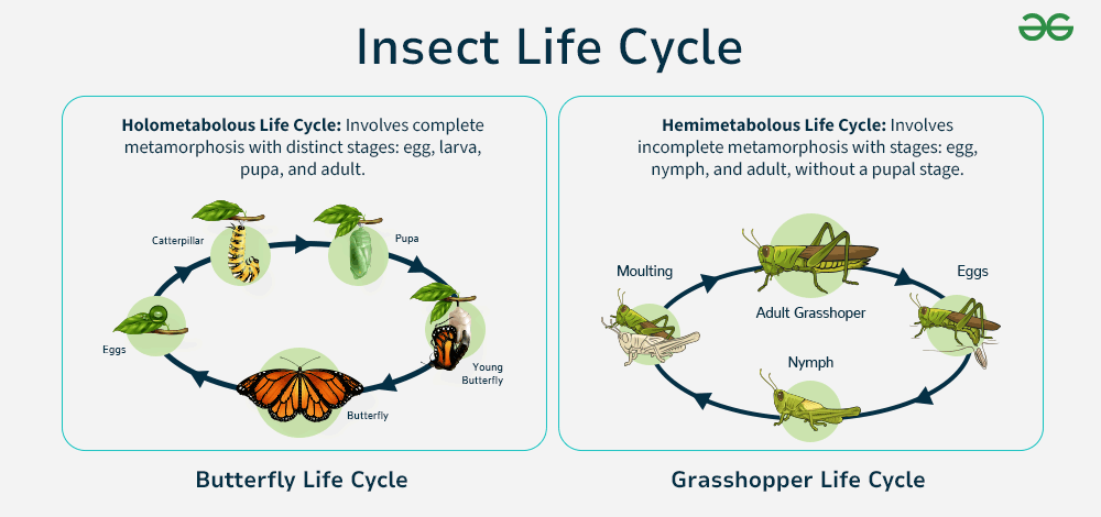 Insect Life Cycle GeeksforGeeks Insect Life Cycle GeeksforGeeks