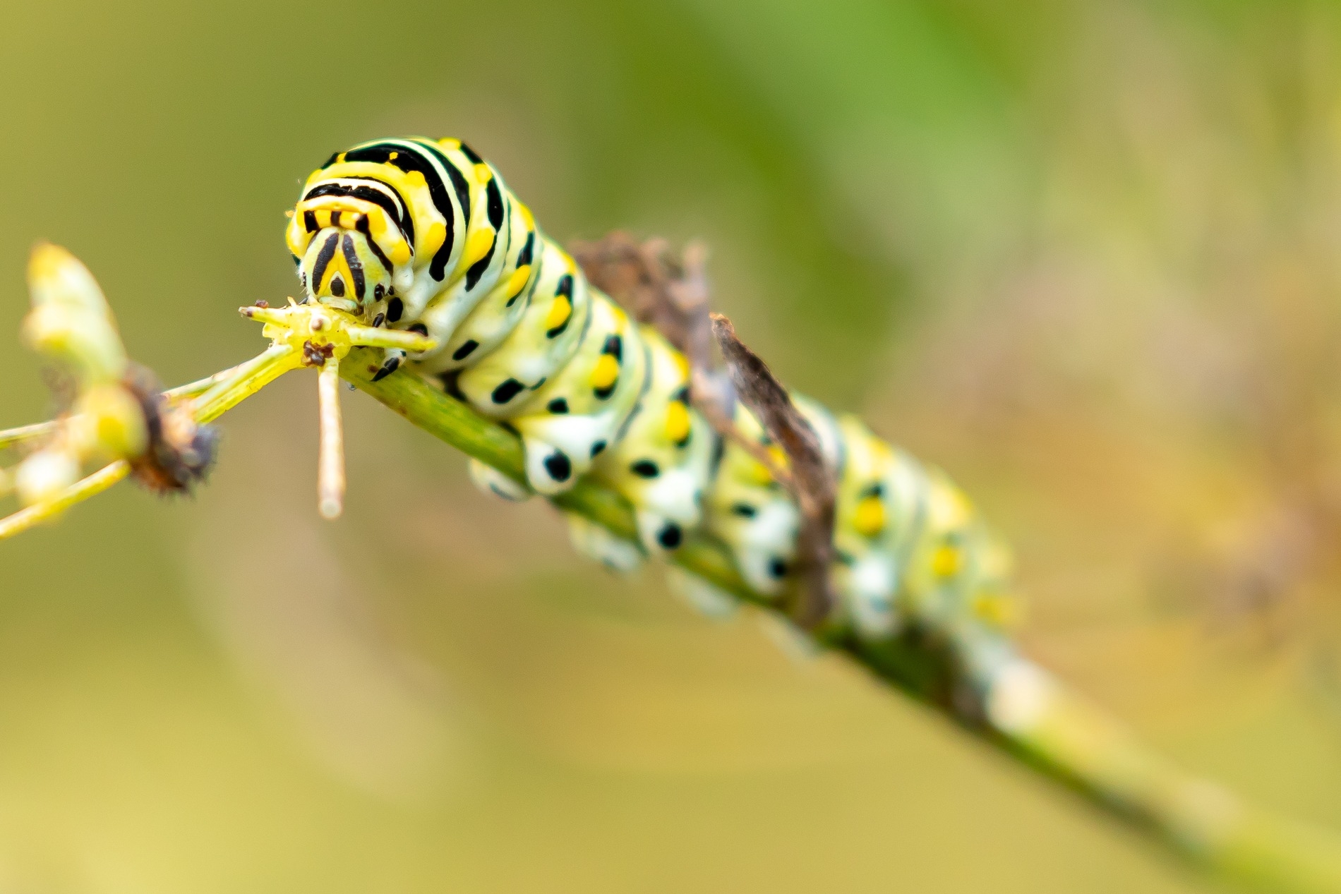 Investigating Black Swallowtail Caterpillars 39 Behavior Lewis Ginter Investigating Black Swallowtail Caterpillars 39 Behavior Lewis Ginter