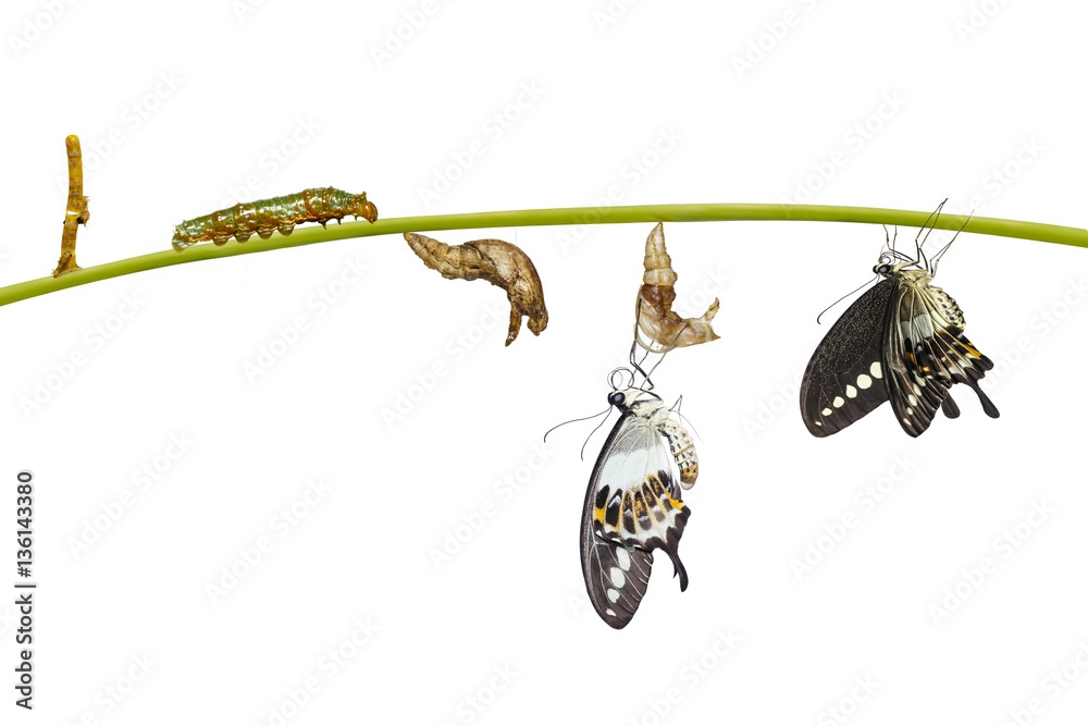 Isolated Transformation Life Cycle Of Banded Swallowtail Butterf Stock Isolated Transformation Life Cycle Of Banded Swallowtail Butterf Stock