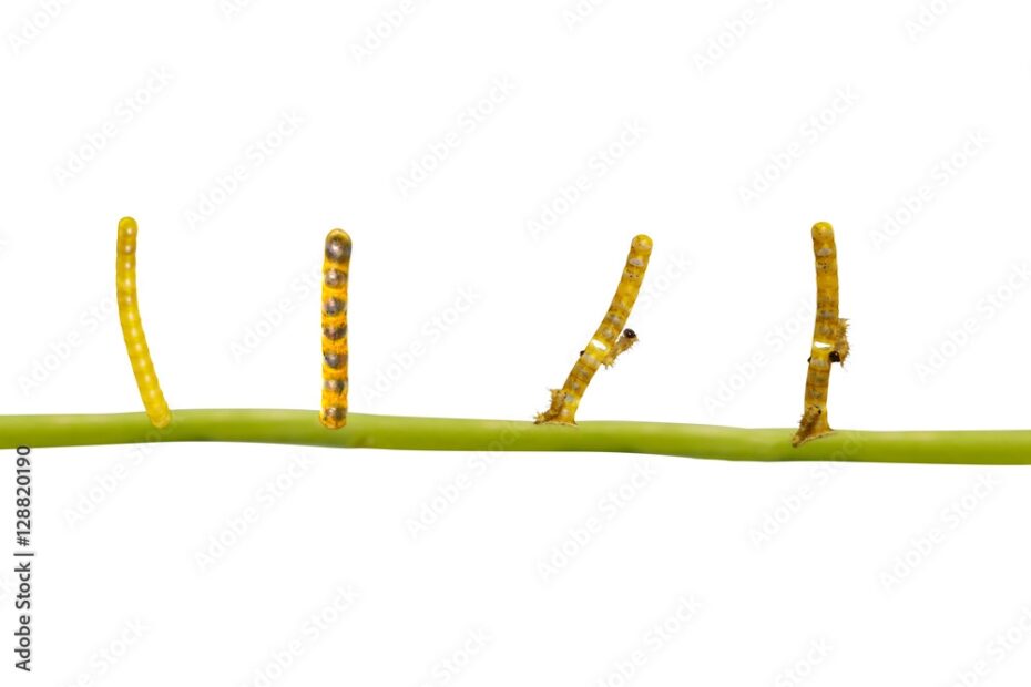 Isolated Transformation Life Cycle Of Banded Swallowtail Butterf Stock