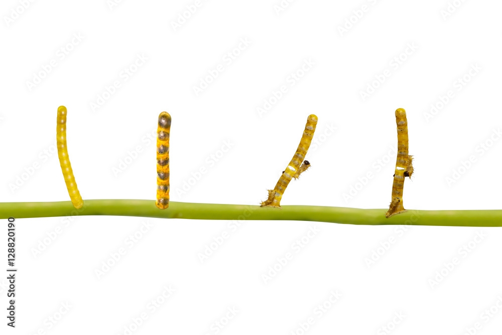 Isolated Transformation Life Cycle Of Banded Swallowtail Butterf Stock Isolated Transformation Life Cycle Of Banded Swallowtail Butterf Stock