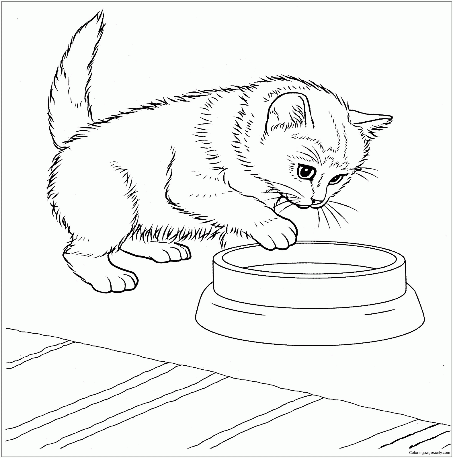 kitten coloring sheet kitten coloring sheet