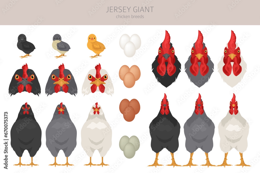 Jersey Giant Chicken Breeds Clipart Poultry And Farm Animals 