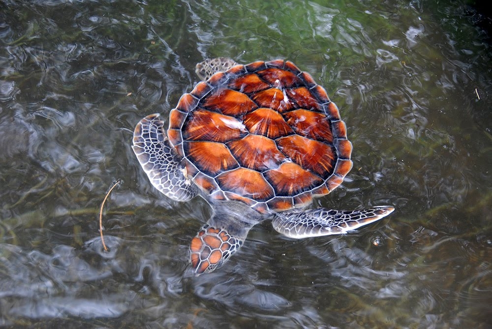 Jim Hamstra Colorful Turtles Jim Hamstra Colorful Turtles