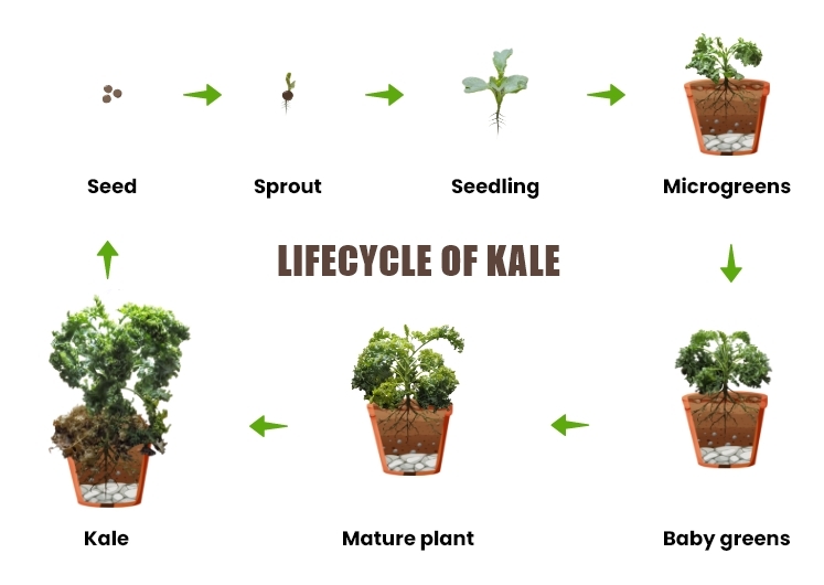 Kale Growing Guide Care Harvest Homegrown Outlet Kale Growing Guide Care Harvest Homegrown Outlet