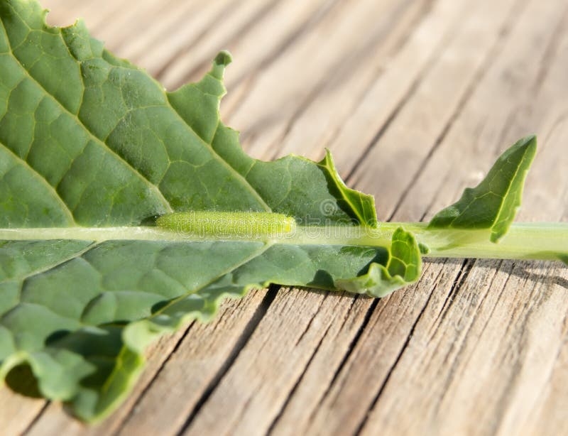 Kale Life Cycle Stock Photos Free Royalty Free Stock Photos From Kale Life Cycle Stock Photos Free Royalty Free Stock Photos From