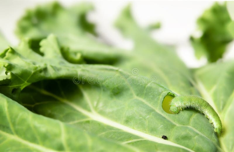 Kale Life Cycle Stock Photos Free Royalty Free Stock Photos From Kale Life Cycle Stock Photos Free Royalty Free Stock Photos From
