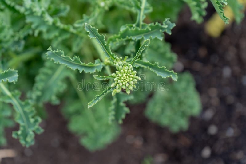 Kale Life Cycle Stock Photos Free Royalty Free Stock Photos From