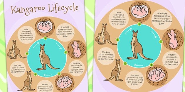 Kangaroo Life Cycle Diagram Kangaroo Life Cycle Diagram