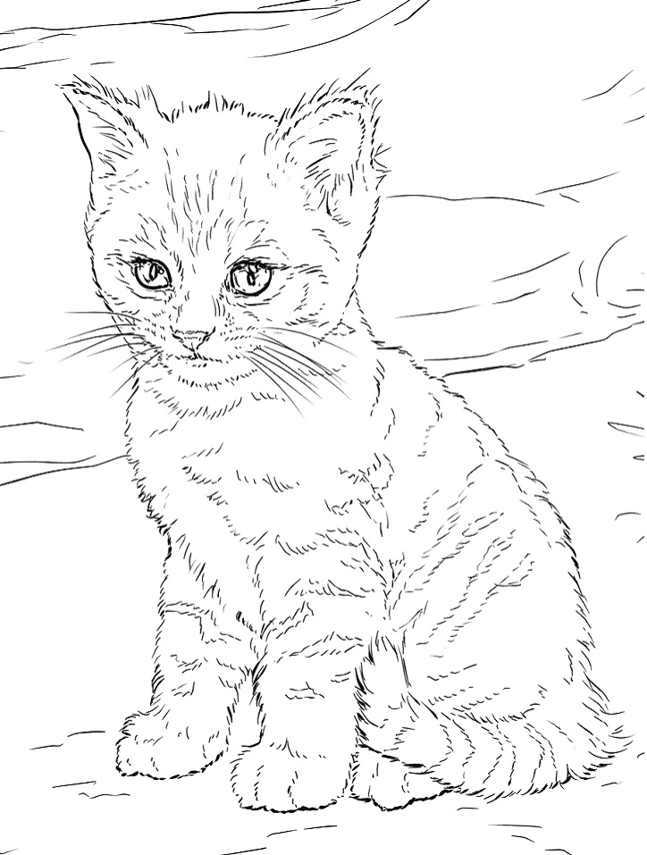 Kitten Coloring Pages Free Printable Coloring Pages For Kids Kitten Coloring Pages Free Printable Coloring Pages For Kids