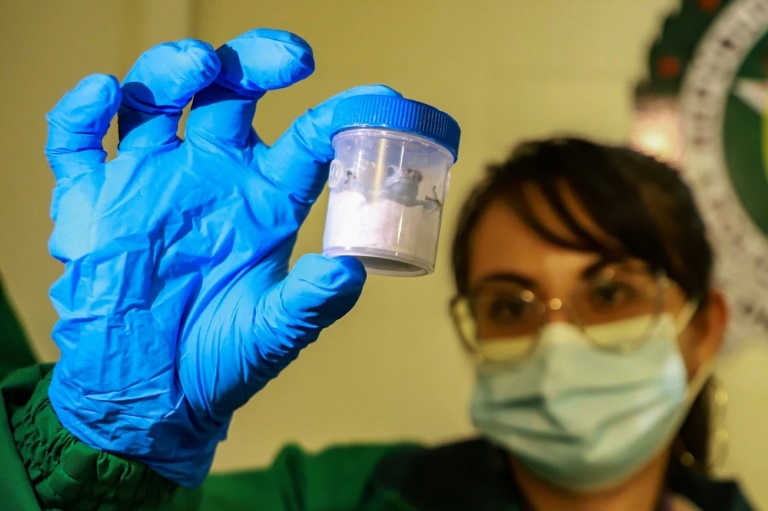 Lab grown Frogs A Colombian 39 s Response To Wildlife Trafficking Lab grown Frogs A Colombian 39 s Response To Wildlife Trafficking