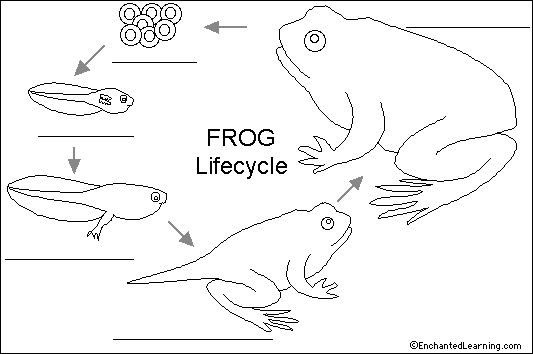 Label Frog Life Cycle Printout EnchantedLearning Lifecycle Of A