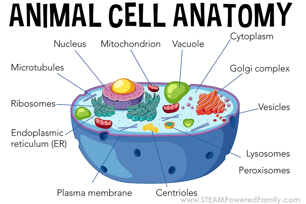 animal cell diagram to color animal cell diagram to color