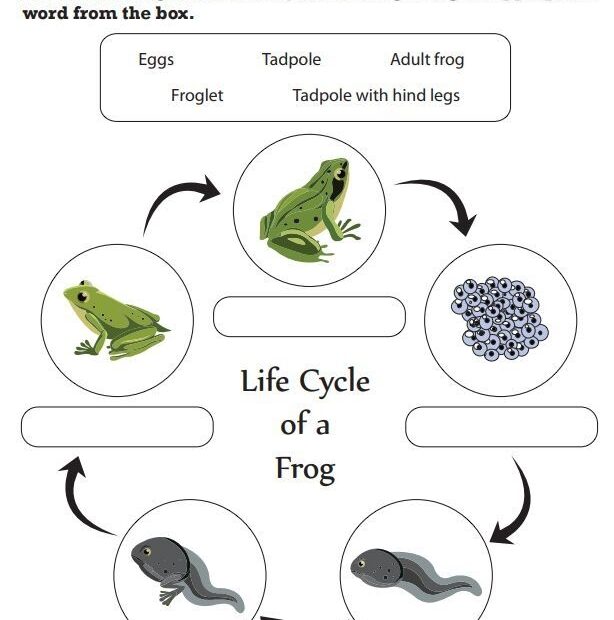 Labeling Stages In The Life Cycle Of A Frog Worksheet Life Cycles