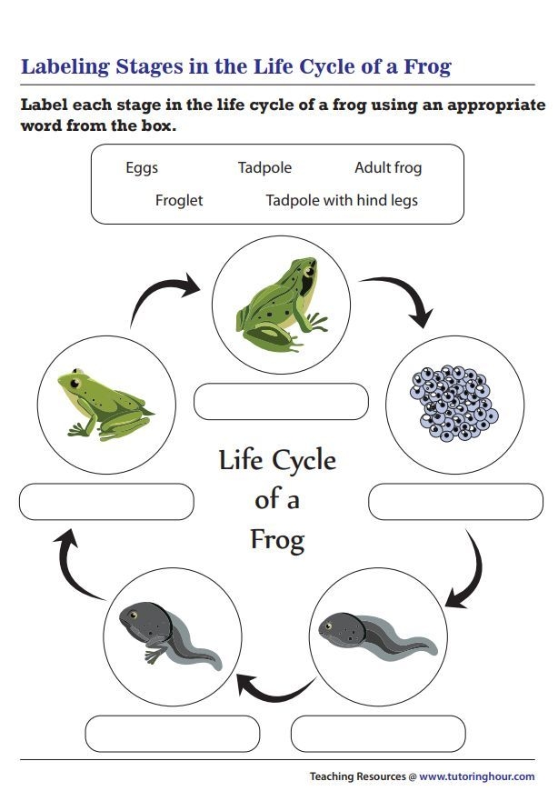 Labeling Stages In The Life Cycle Of A Frog Worksheet Life Cycles Labeling Stages In The Life Cycle Of A Frog Worksheet Life Cycles