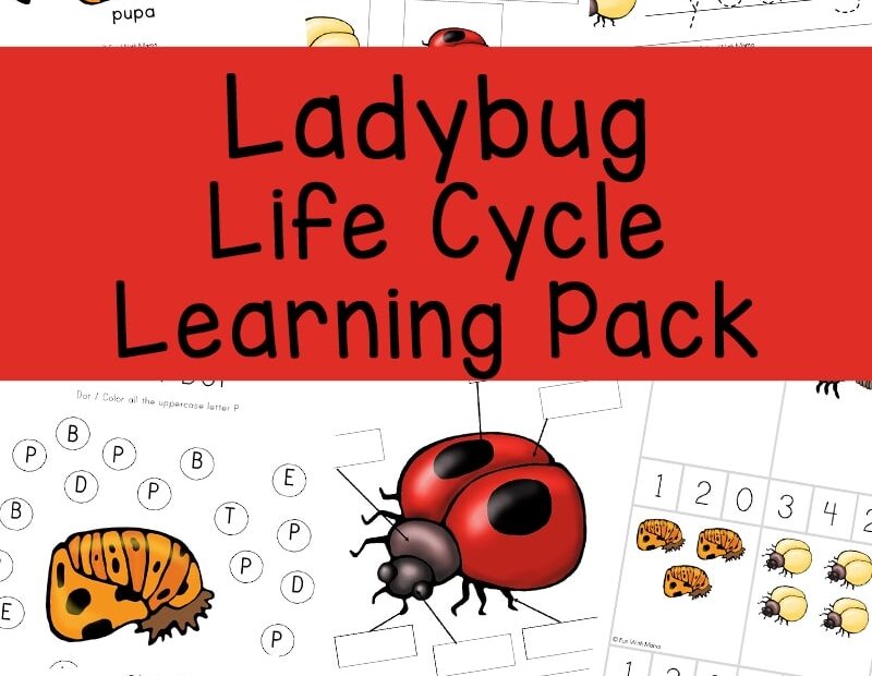 Ladybug Life Cycle Fun With Mama