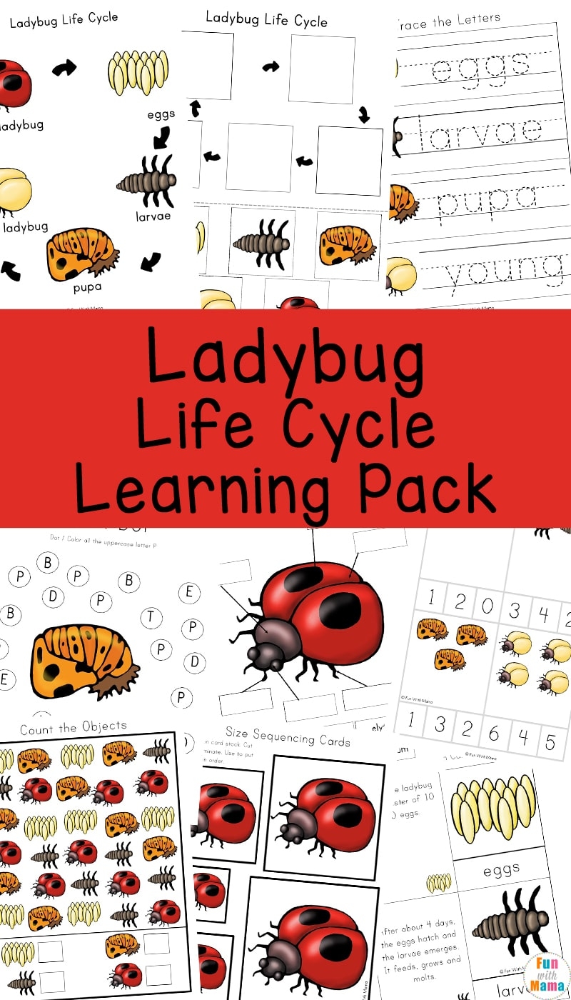 Ladybug Life Cycle Fun With Mama Ladybug Life Cycle Fun With Mama