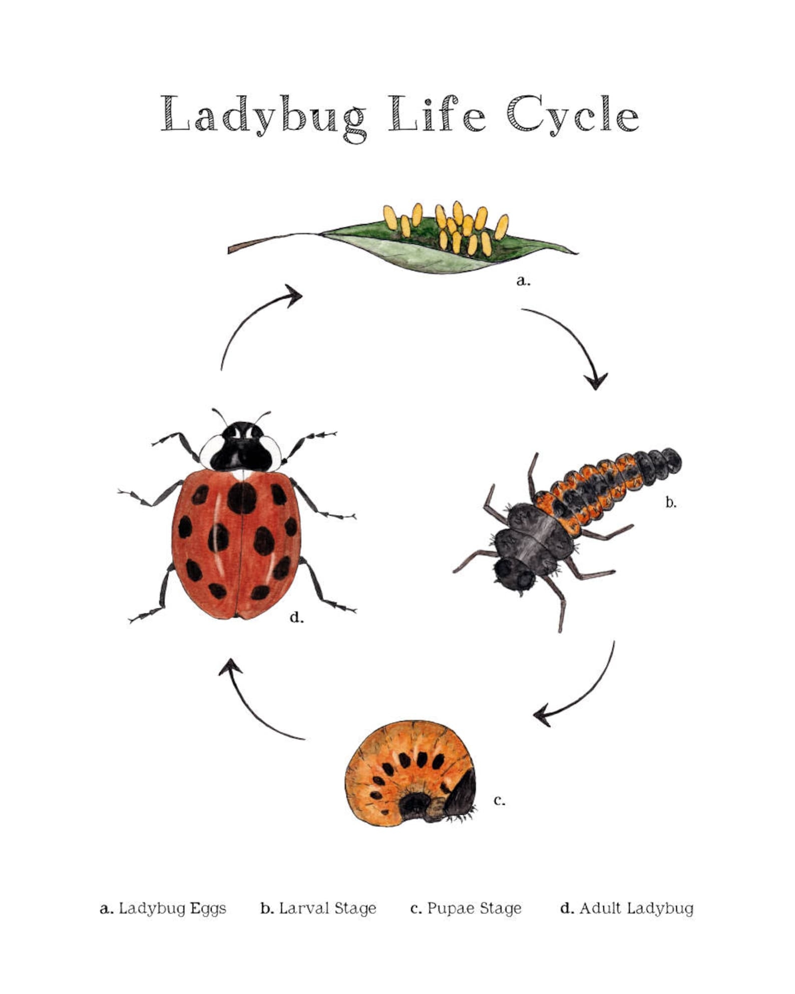 Ladybug Life Cycle Printables Ladybug Life Cycle Ladybug Life Cycle Ladybug Life Cycle Printables Ladybug Life Cycle Ladybug Life Cycle