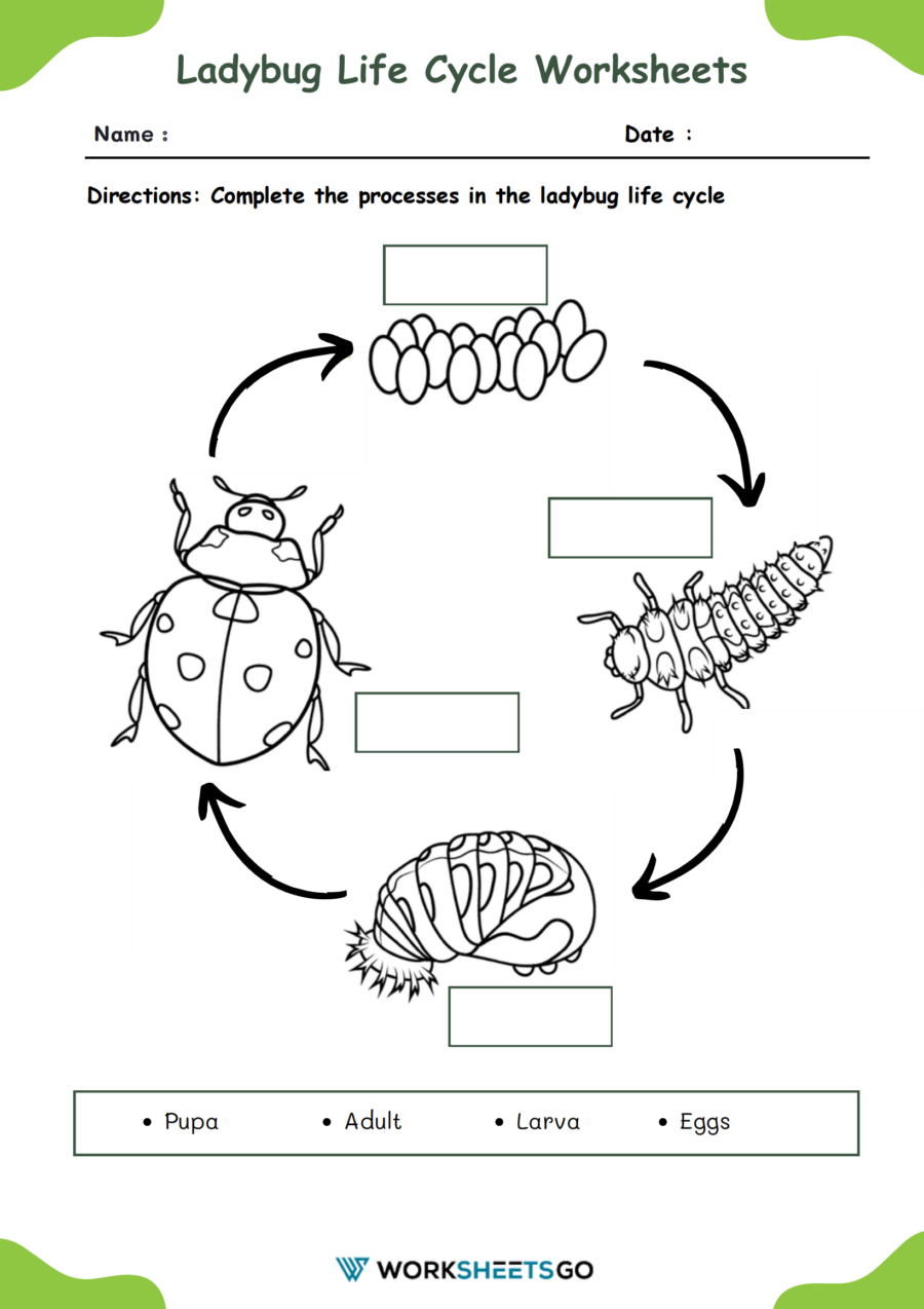 Ladybug Life Cycle Worksheet FREE Sentence Building Activities For The Ladybug Life Cycle Worksheet FREE Sentence Building Activities For The