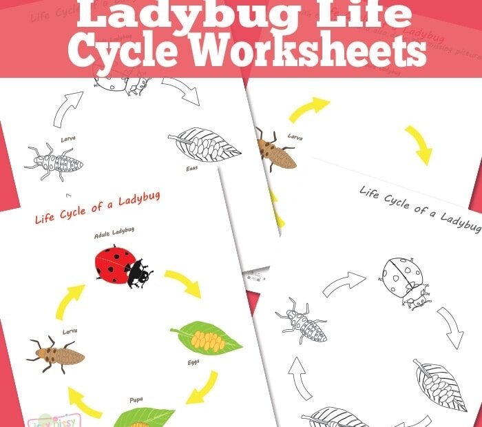 Ladybug Life Cycle Worksheet Itsy Bitsy Fun