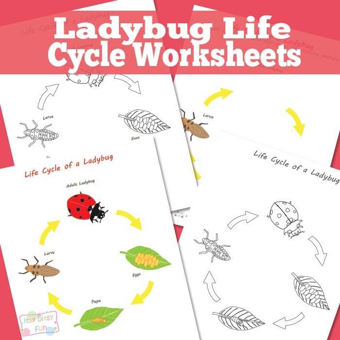 Ladybug Life Cycle Worksheet Itsy Bitsy Fun Ladybug Life Cycle Worksheet Itsy Bitsy Fun