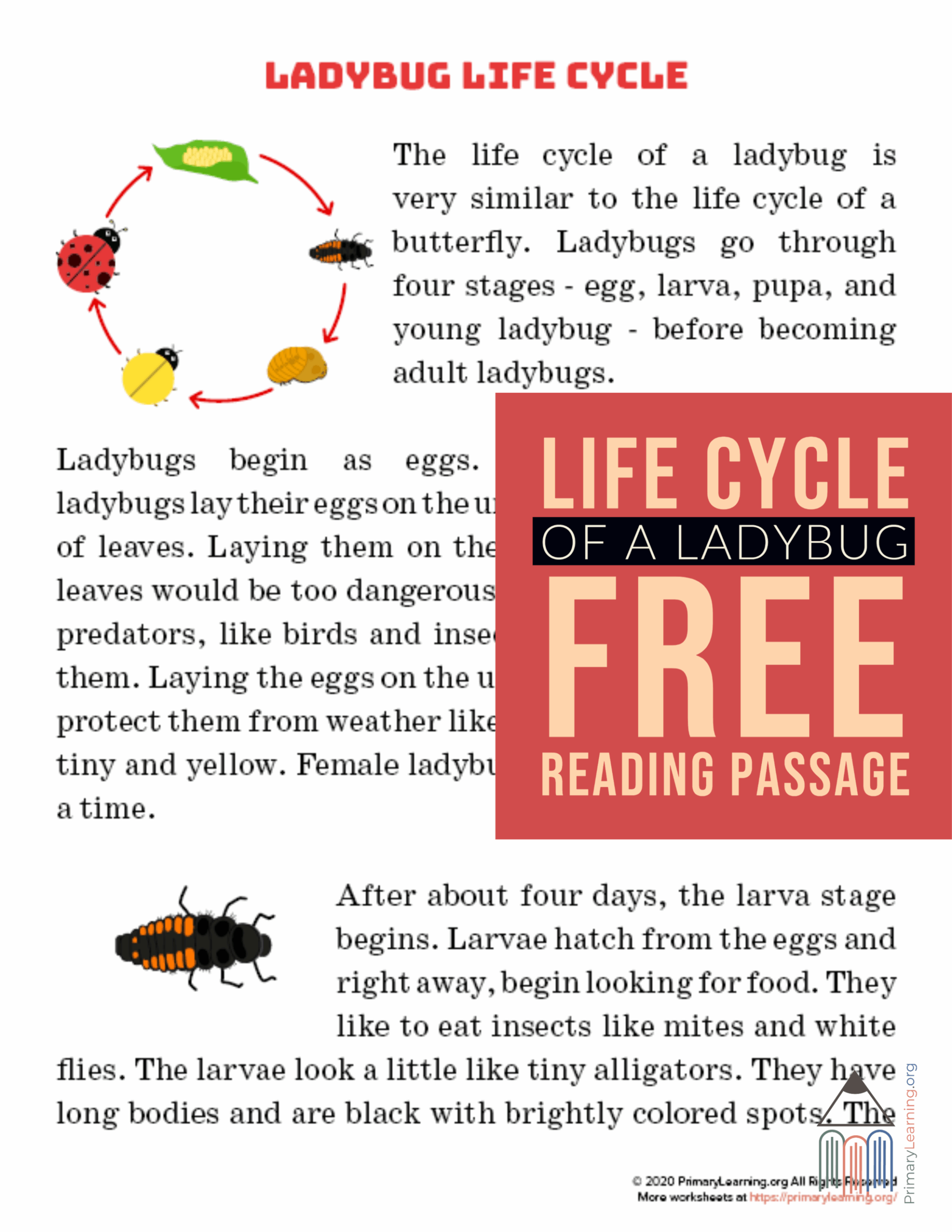 Ladybug Life Cycle Worksheet Printable And Enjoyable Learning Ladybug Life Cycle Worksheet Printable And Enjoyable Learning