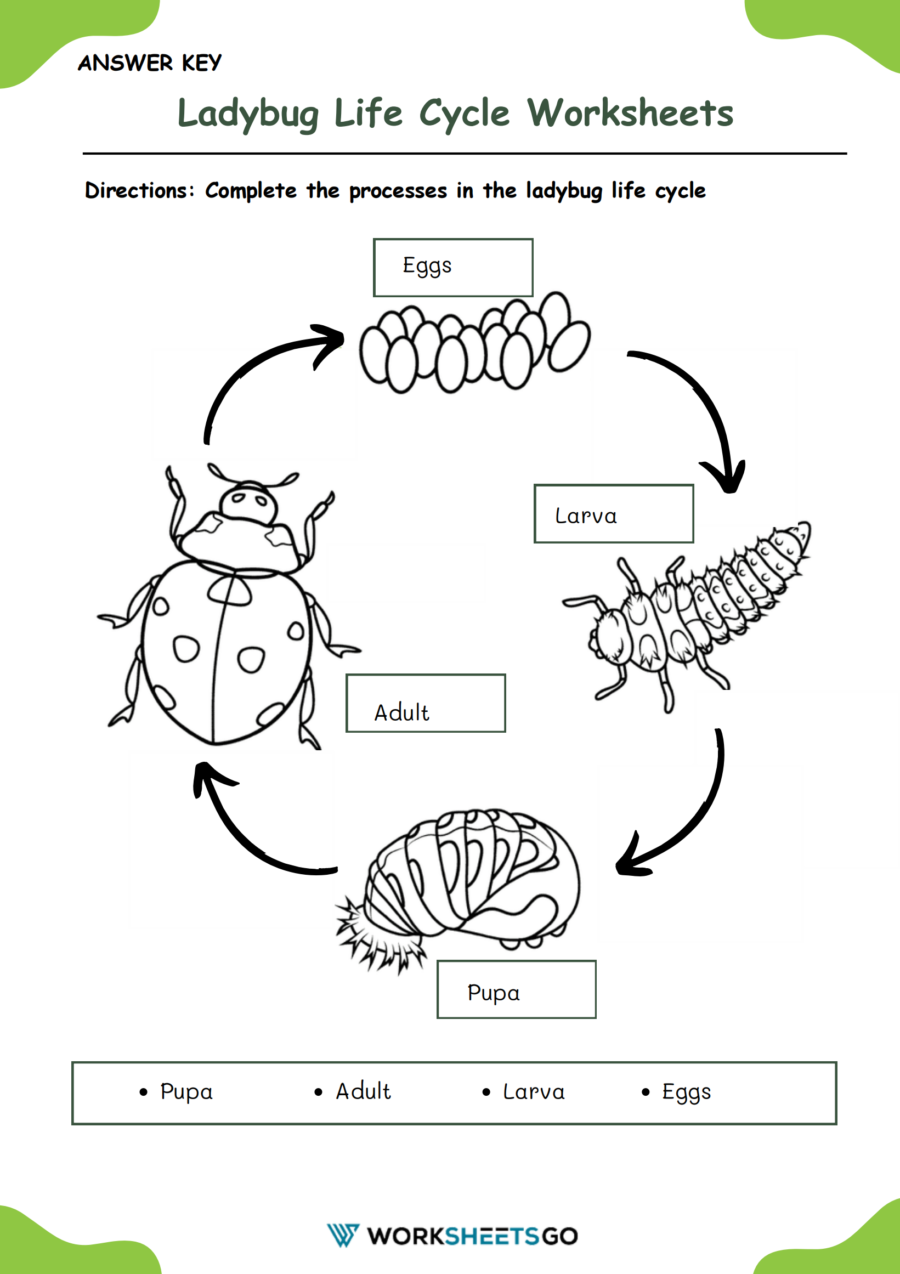 Ladybug Life Cycle Worksheets WorksheetsGO Ladybug Life Cycle Worksheets WorksheetsGO