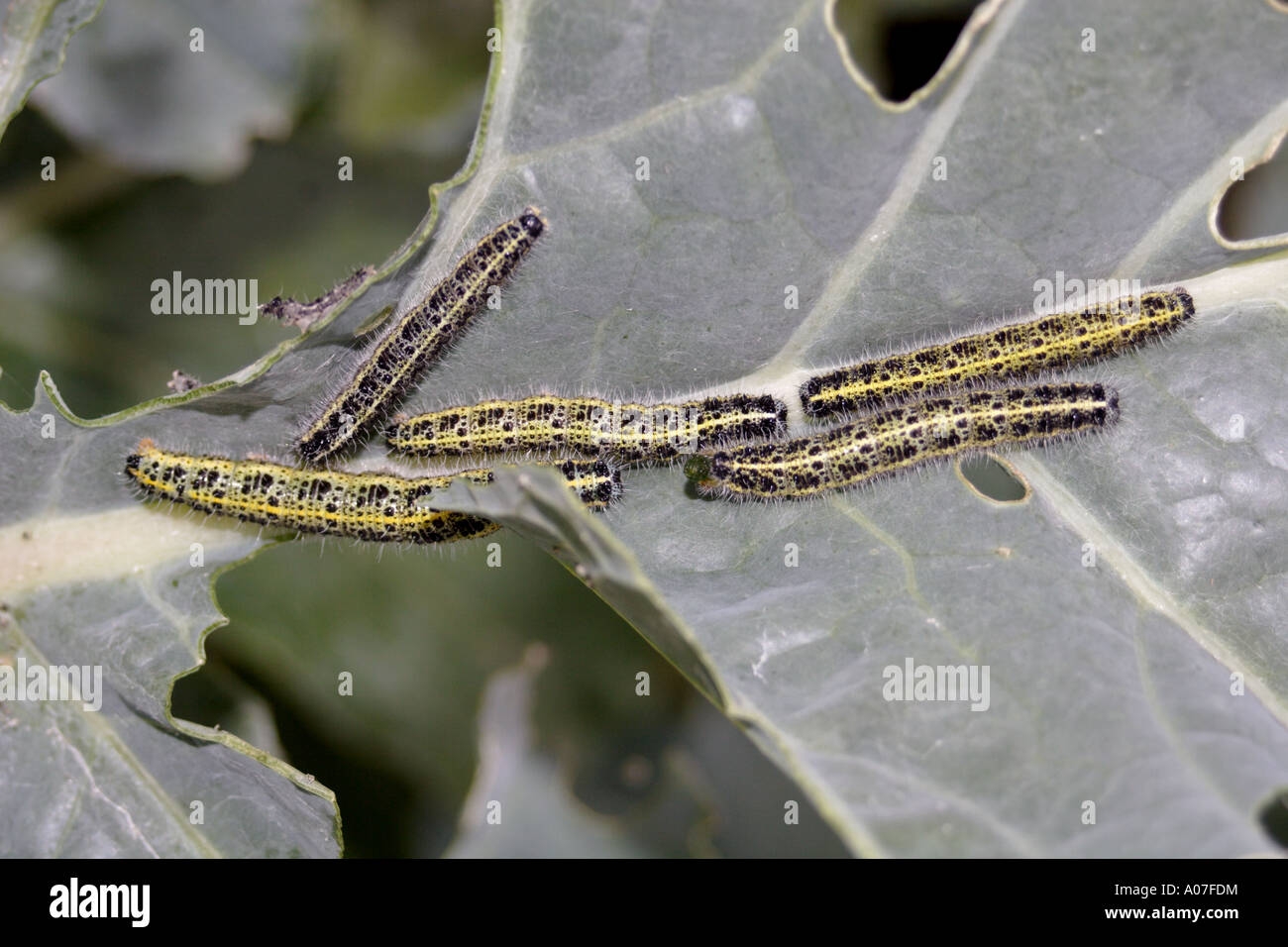 Large Cabbage White Butterfly Caterpillar On Broccoli Plant Stock Large Cabbage White Butterfly Caterpillar On Broccoli Plant Stock