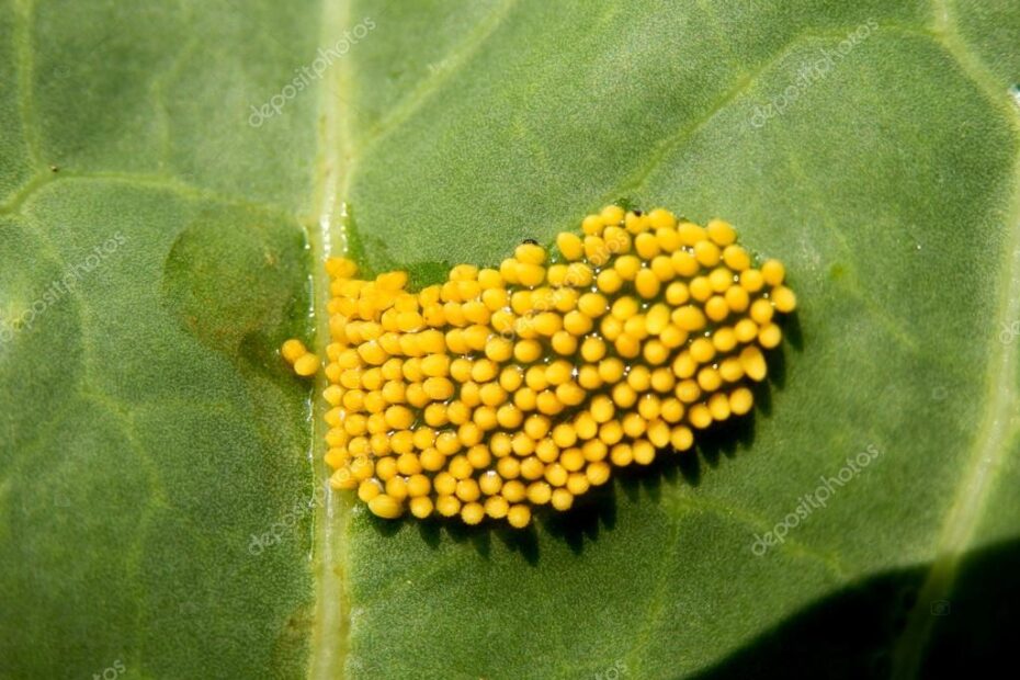 Large Cabbage White Butterfly Eggs Stock Photo By PlazacCameraman 27587725