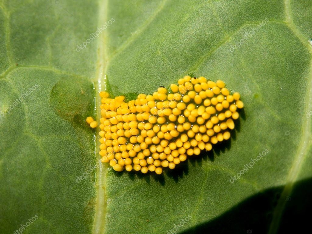 Large Cabbage White Butterfly Eggs Stock Photo By PlazacCameraman 27587725 Large Cabbage White Butterfly Eggs Stock Photo By PlazacCameraman 27587725